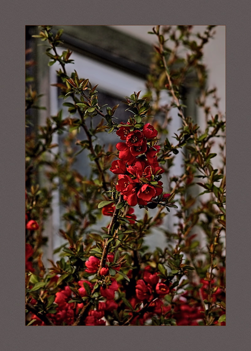 Chaenomeles speciosa by the window- 00